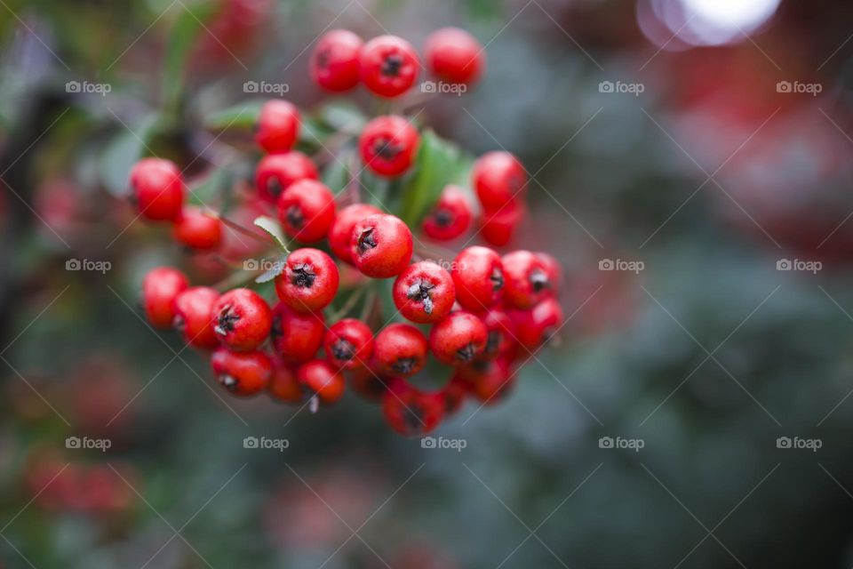 Bunch of red rowan berry.  close up view