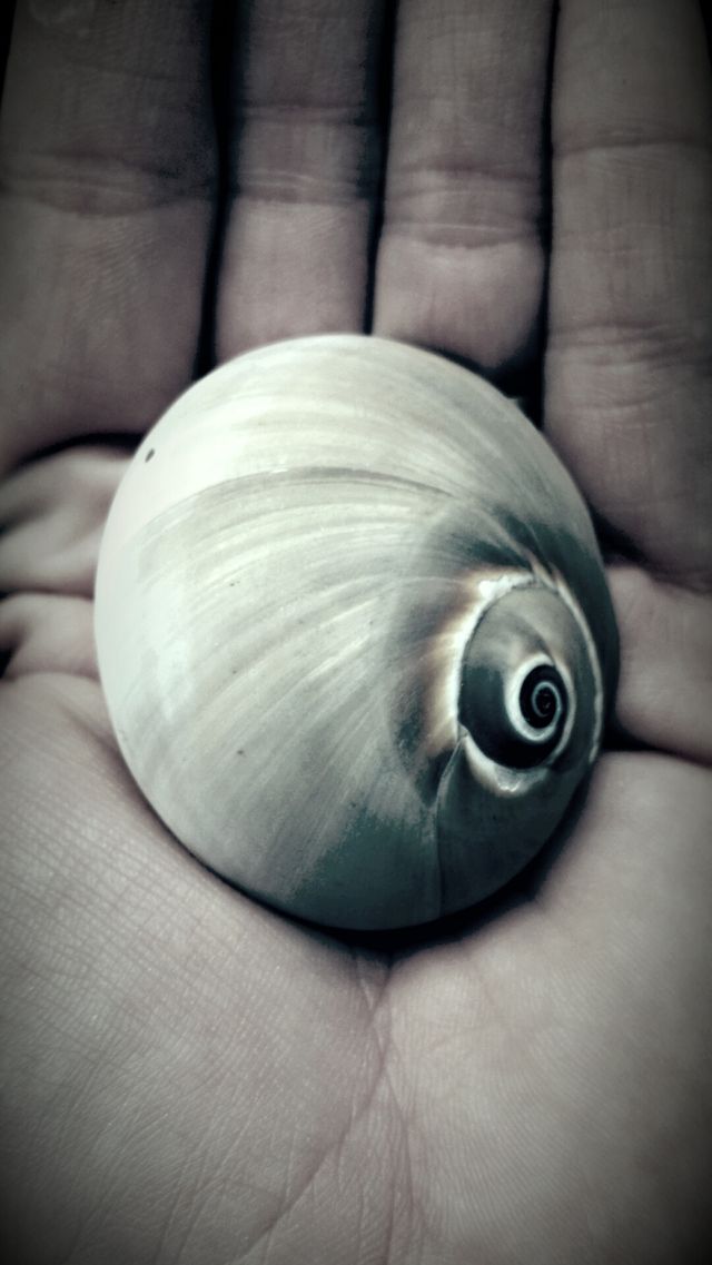 Shell