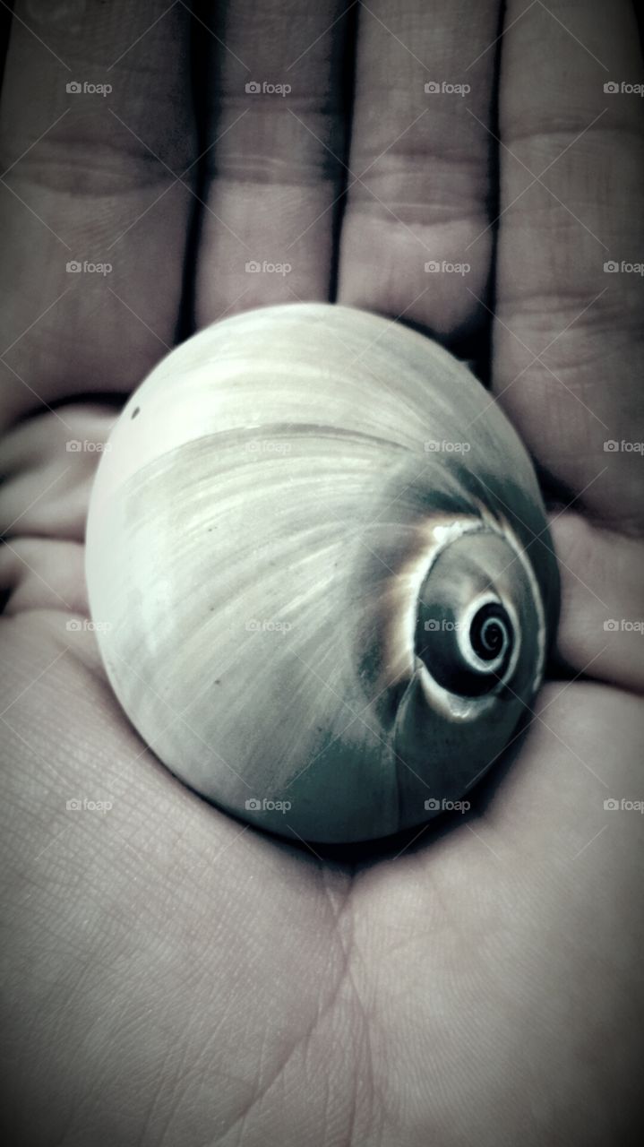 Shell