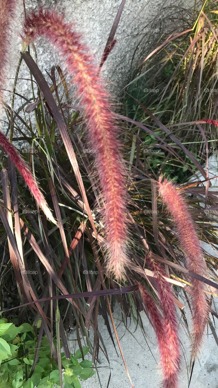 most beautiful and attractive plant in the farm.