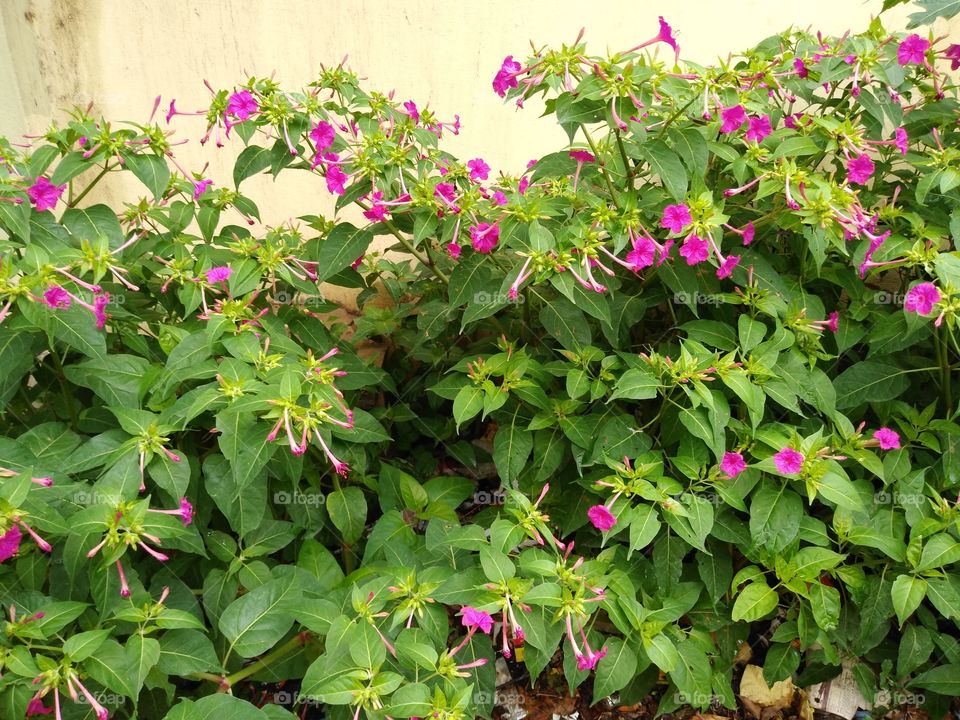 pink flowers in a greenery