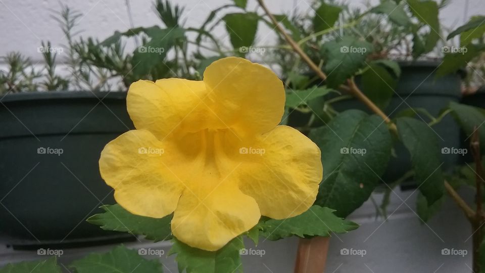 Blooming yellow flower