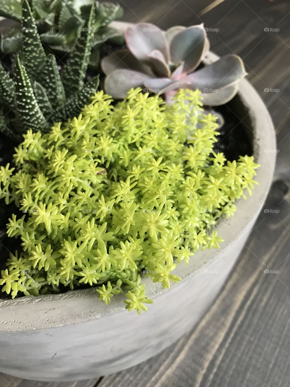 Close-up of potted plant