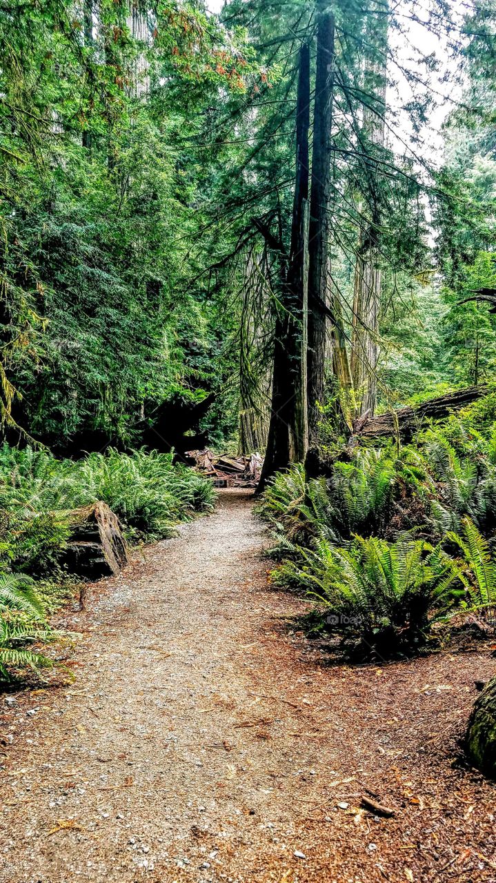 Redwood Rainforest Nothern California