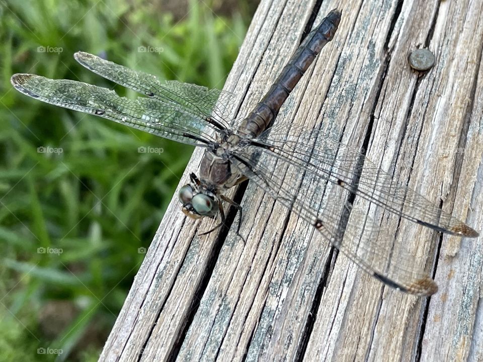 Dragonflies