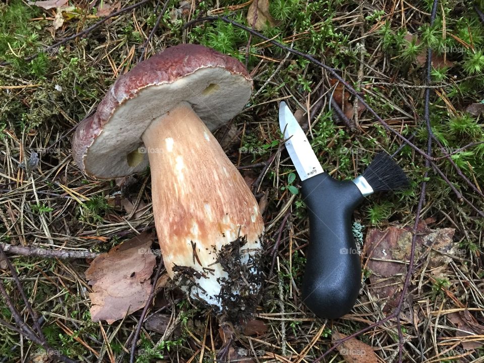 Mushroom. Close-up of a mushroom and a knife