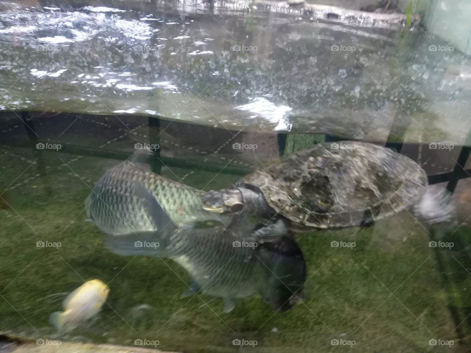 Fish