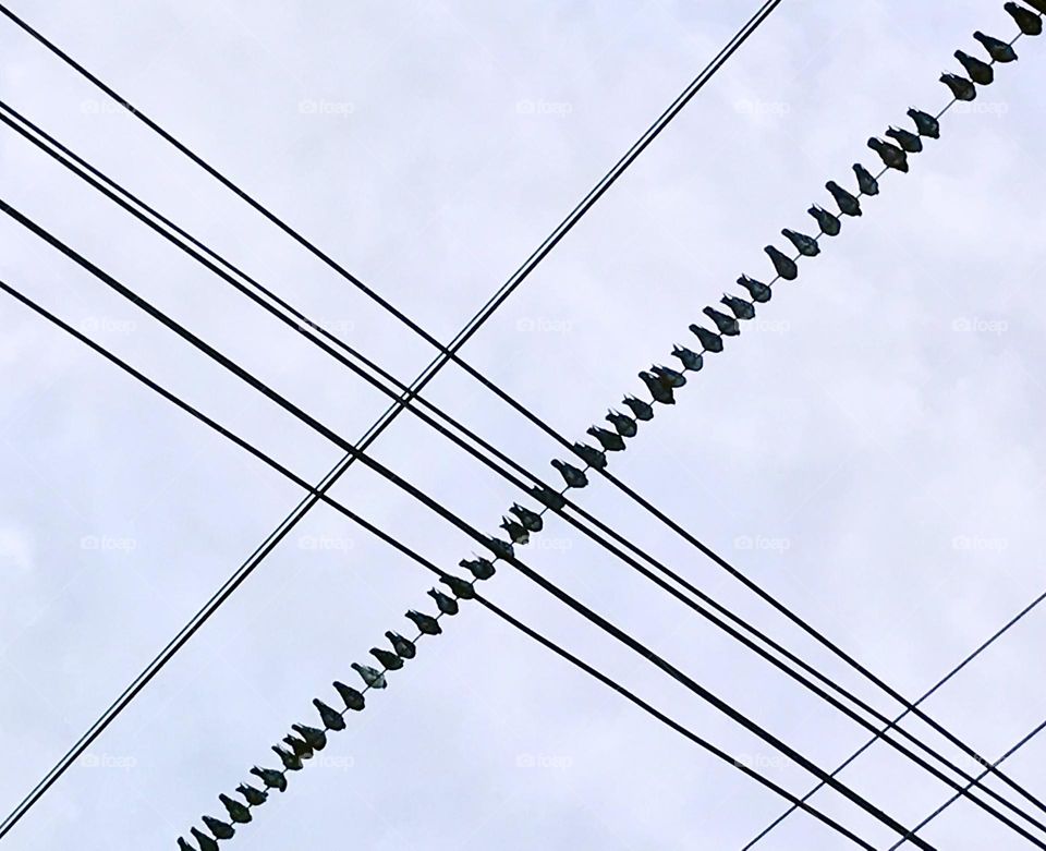 Pigeons on a power line 