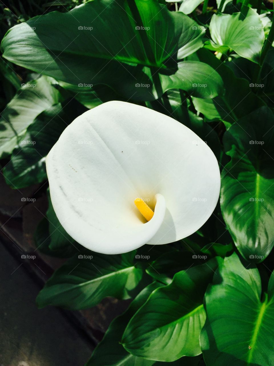 Leaf, Nature, No Person, Flower, Flora