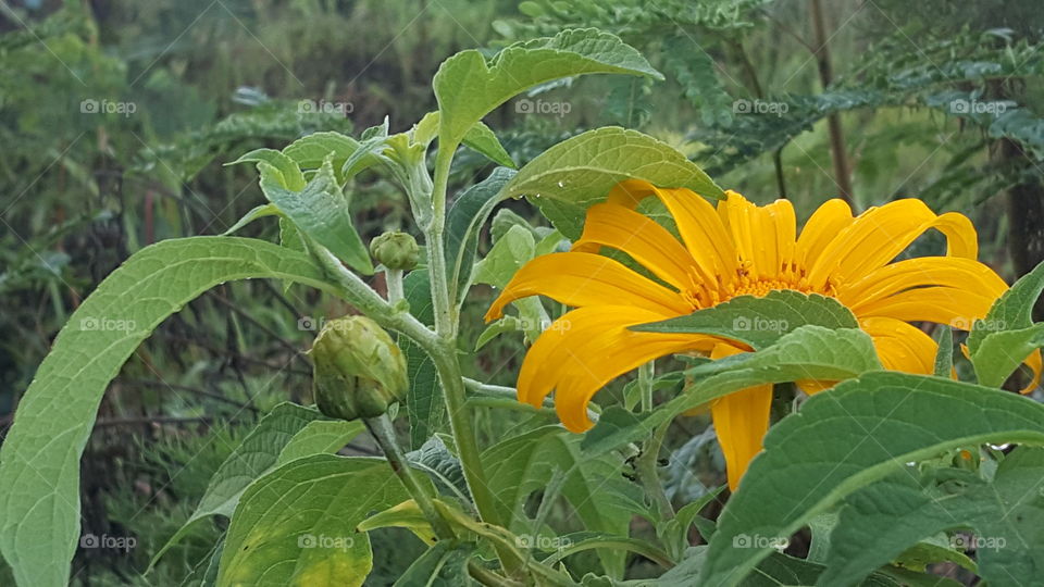 wild daisy