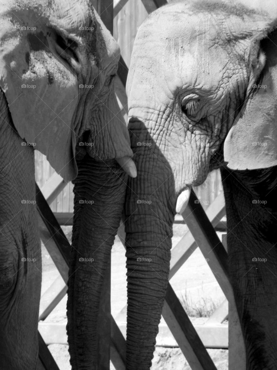 Elephant Lovin'. Two snuggling elephants at the Roger Williams Zoo in Providence, RI