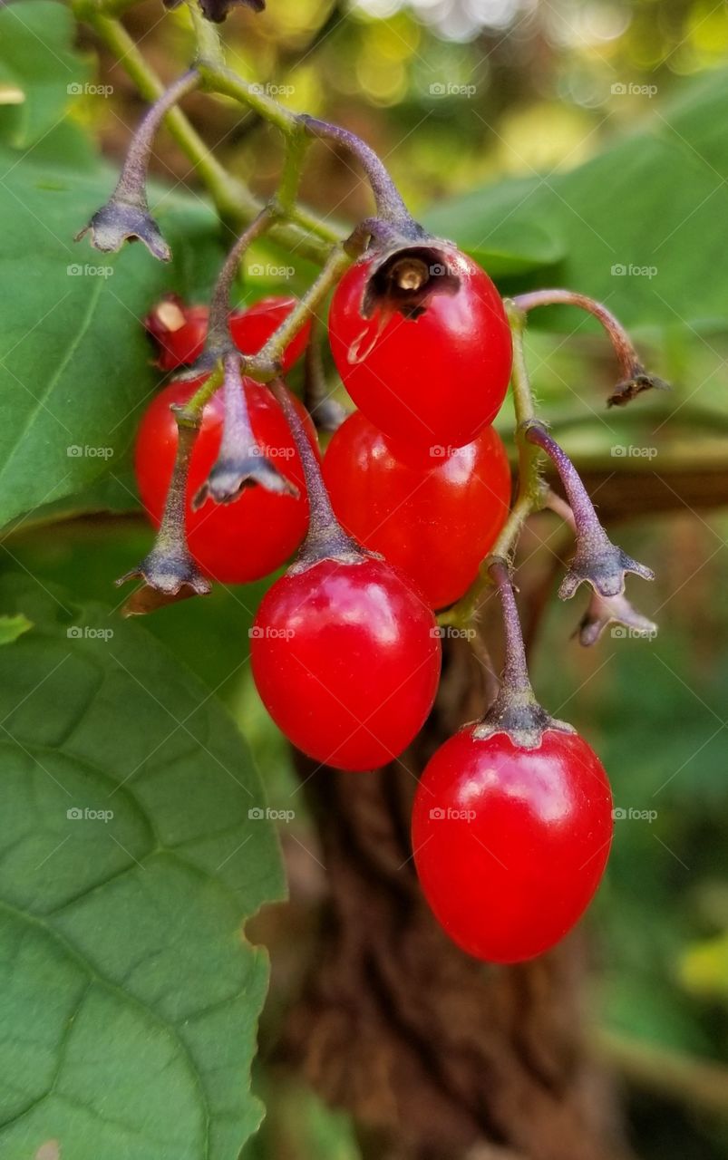 Tiny red berries