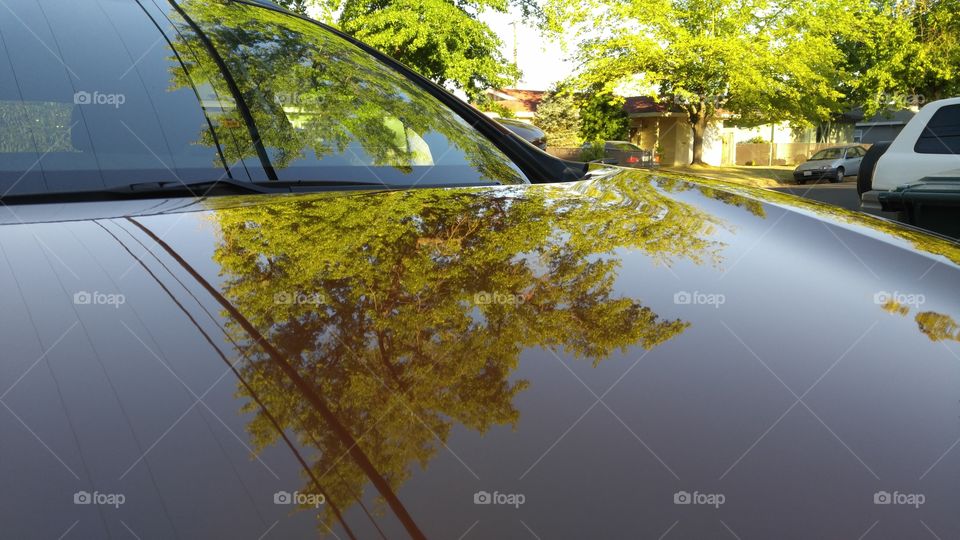 Tree reflection on the hood of an orange car. Suburban street.