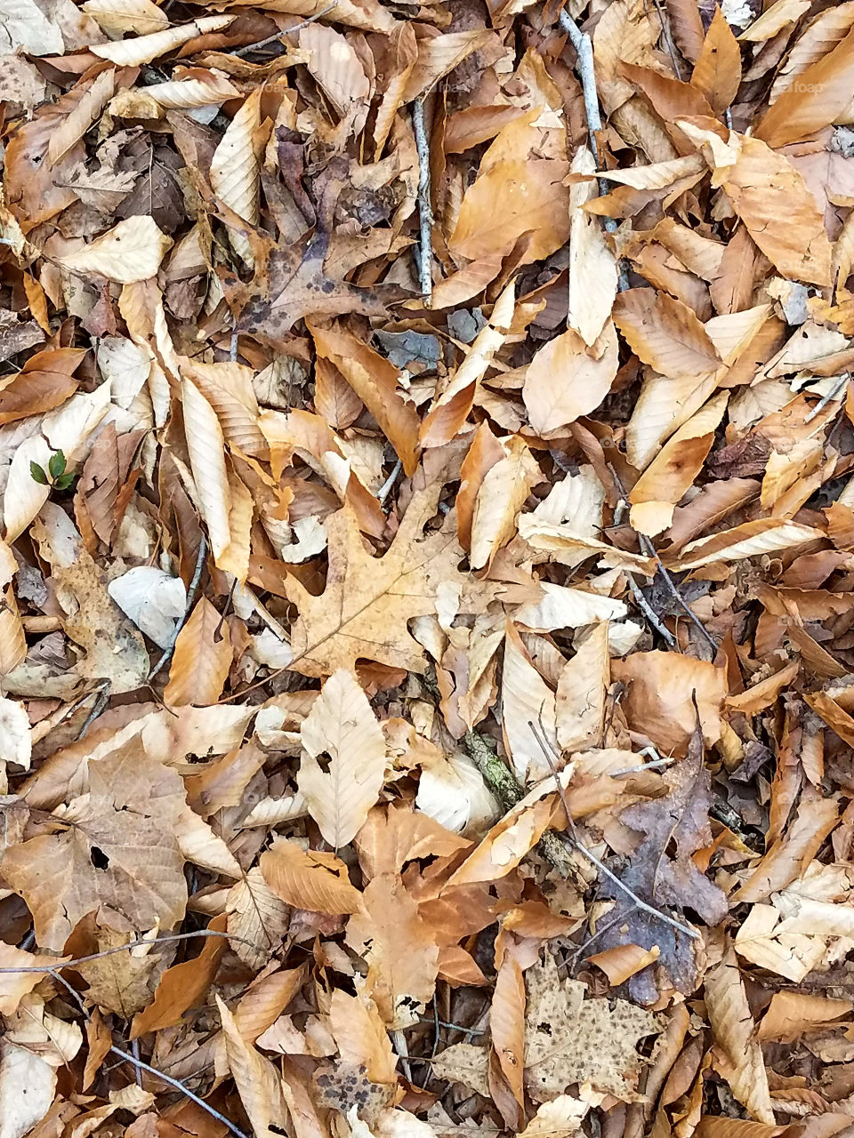 Lots of fallen leaves accumulating on the ground.