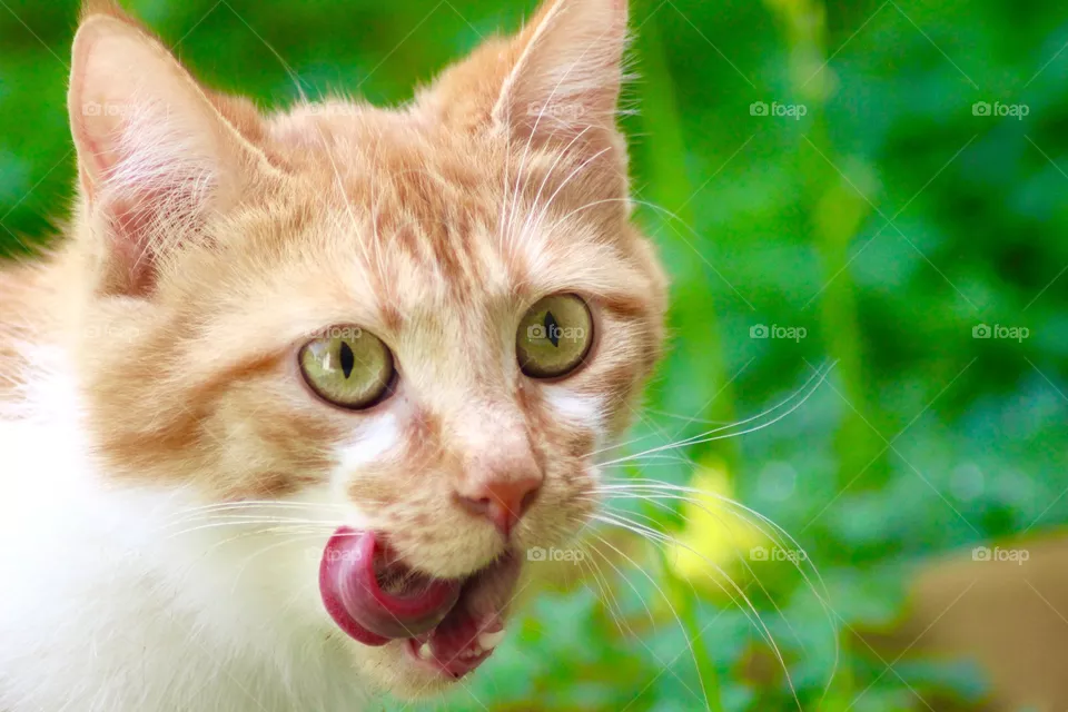 The Cat