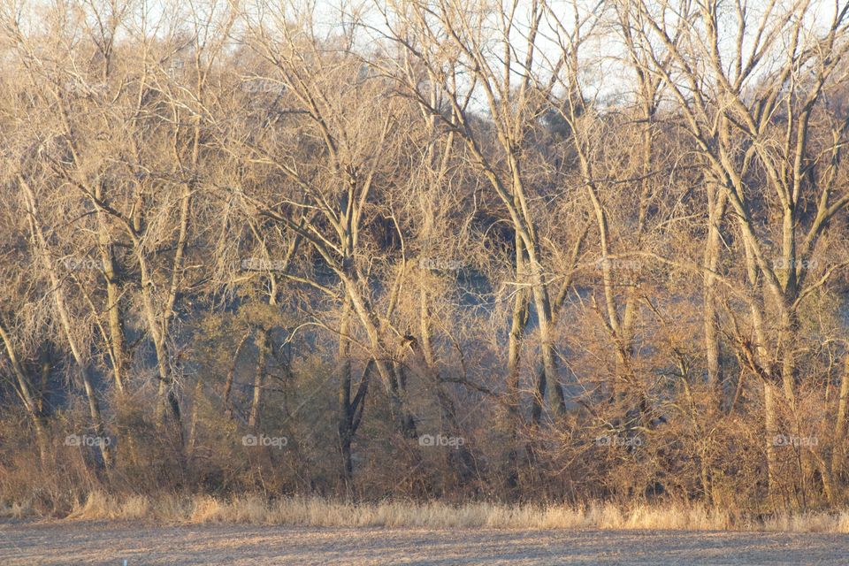 Muted colors displayed of a tree line in the countryside in pale autumn sunlight