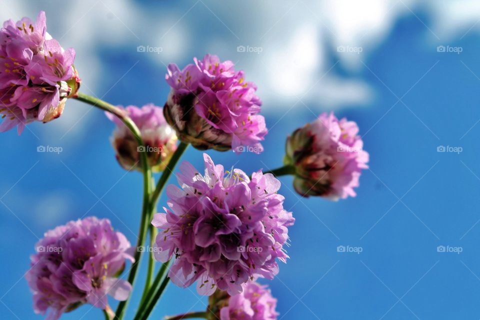 Close-up of flowers