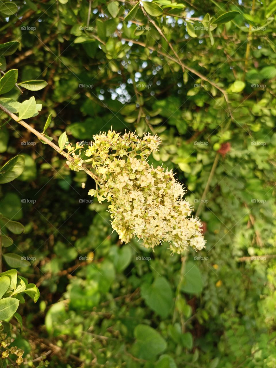 greenery it a naitur  face