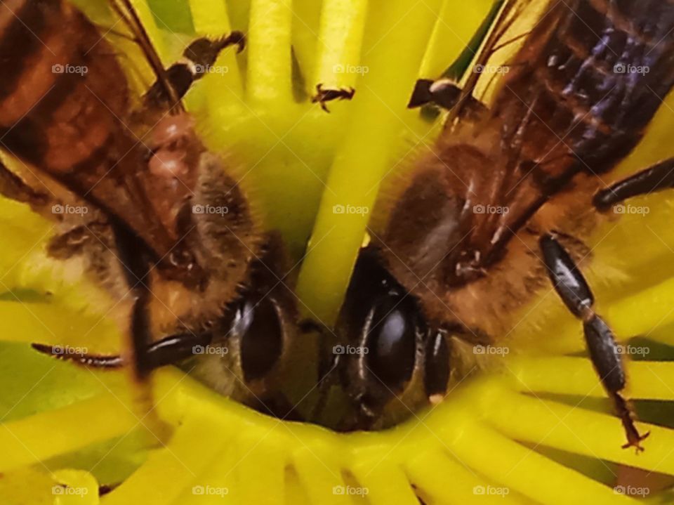 Two bees are collecting nectar.