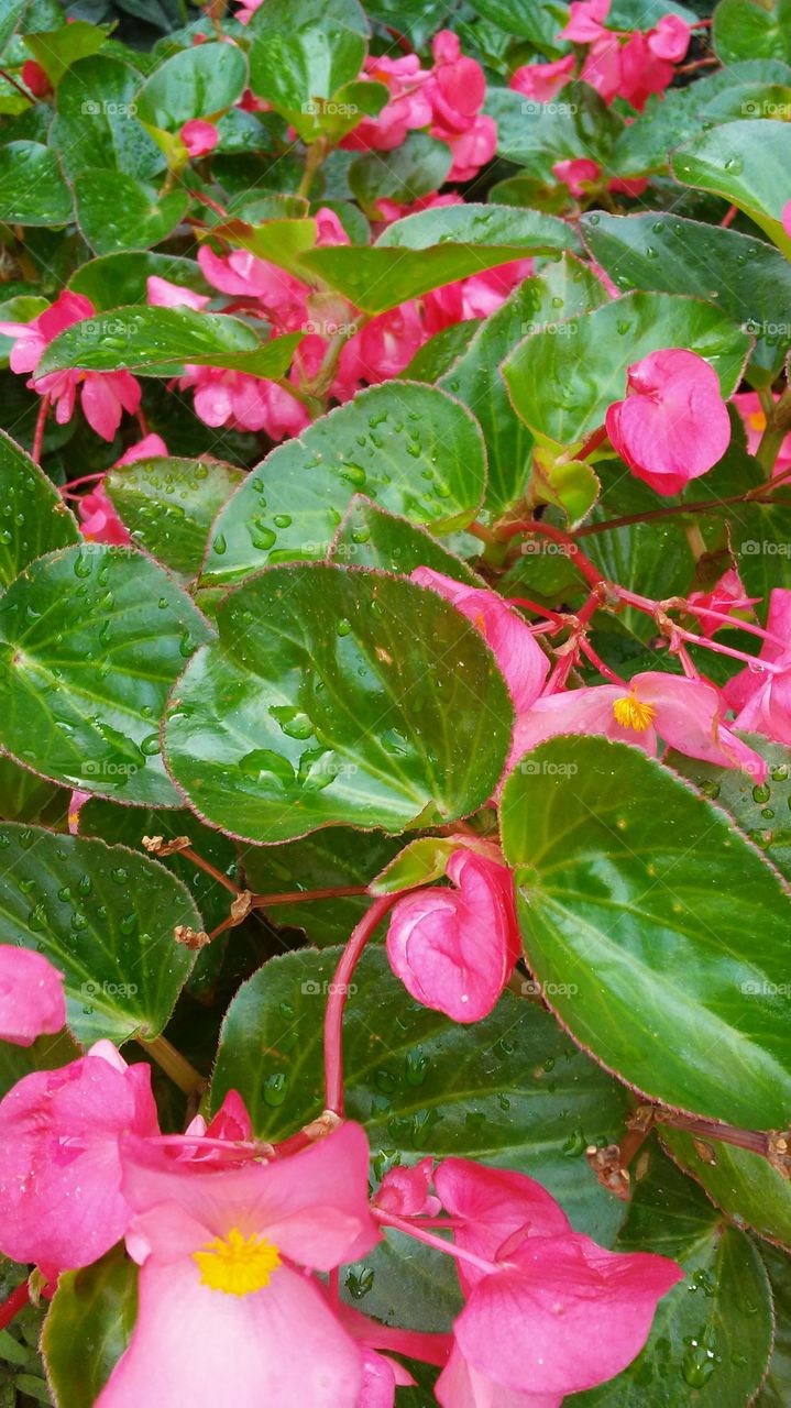 Flower, Nature, Leaf, No Person, Flora