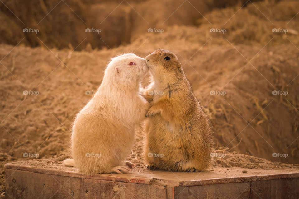 Kissing Prairie Dog