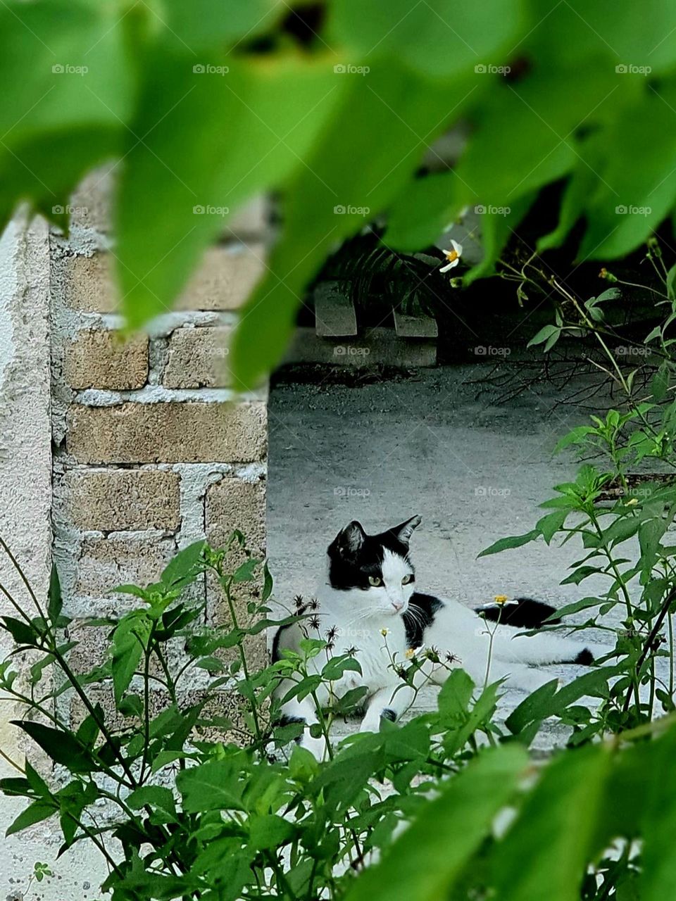 Wildplants and a Cat at Abandoned House