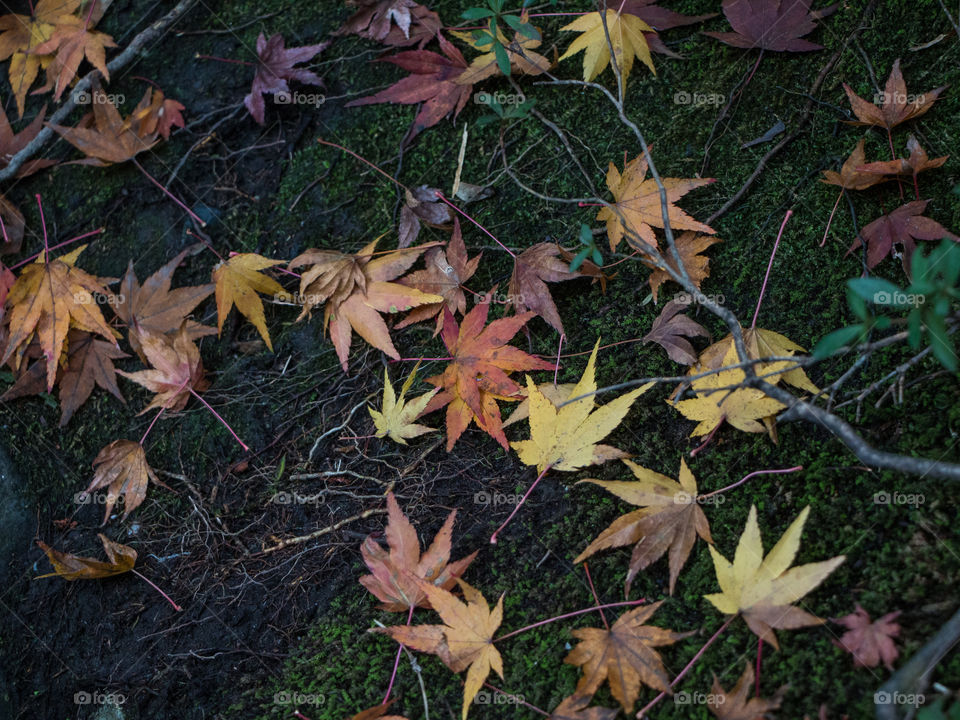 Autumn Leaves Japan