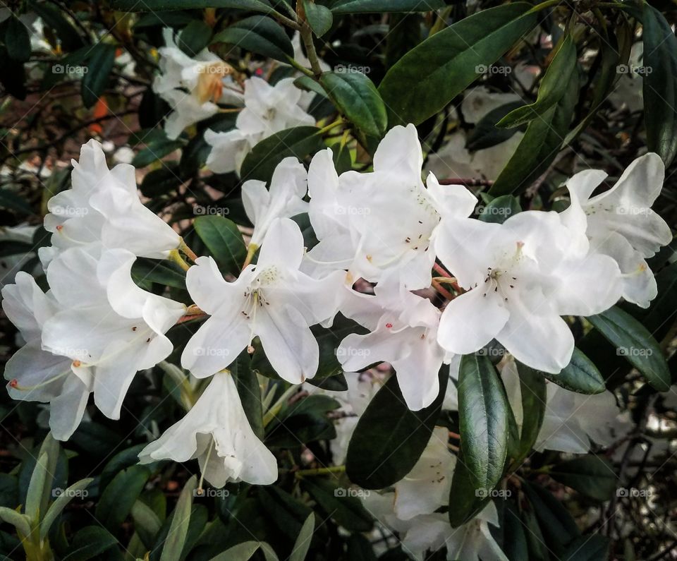 White Flowers