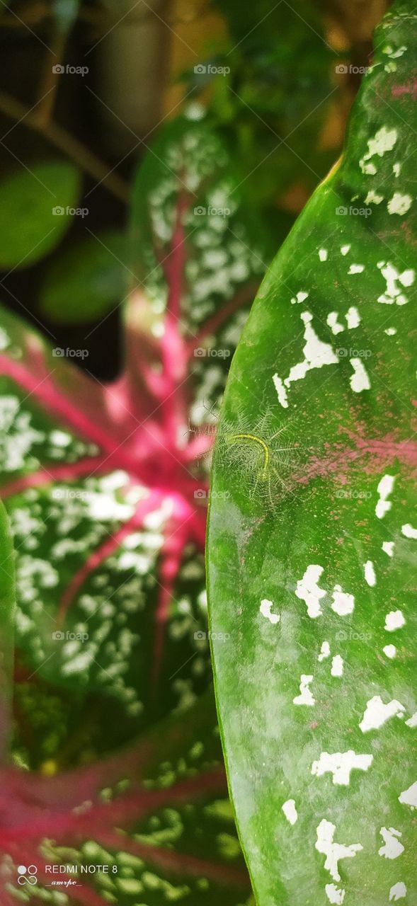 Can you spot by prickly green baby among those mesmerizing foliages of colocasia? If you can... congrats! 😁✨