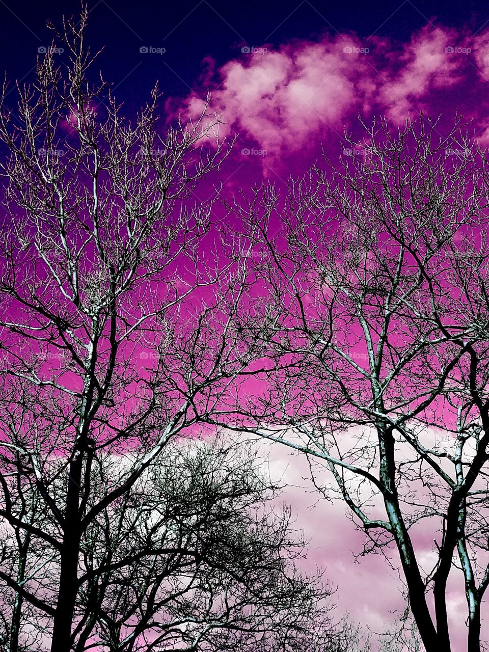 Trees under mostly clear skies in Bayside NY on a warm April evening