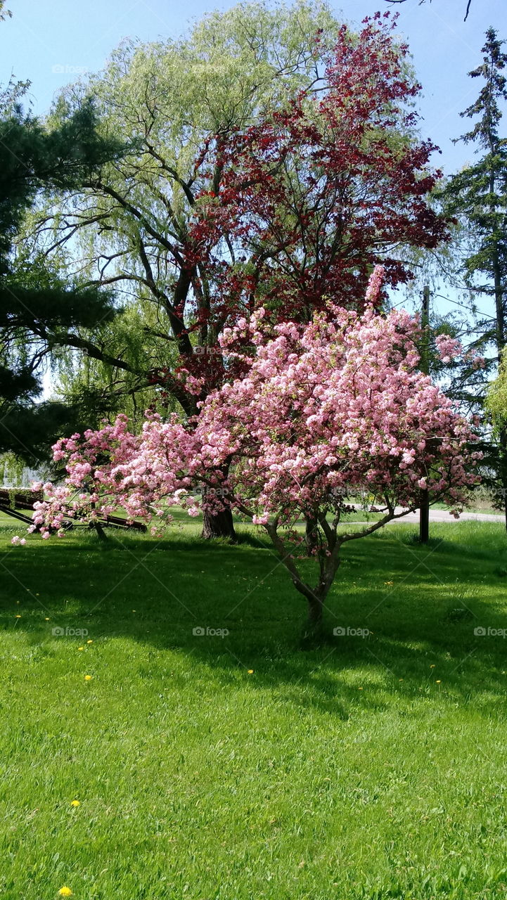 springtime tree