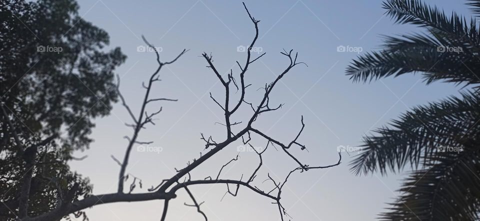 Branches touch the sky