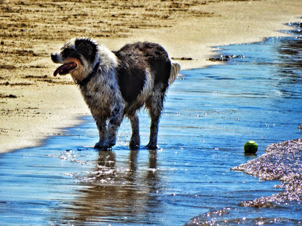 Dog splashing in water at beach