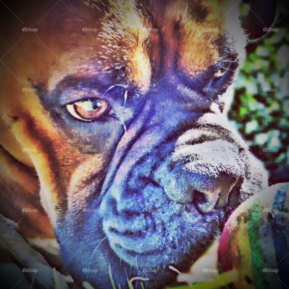 Edit of my boxer