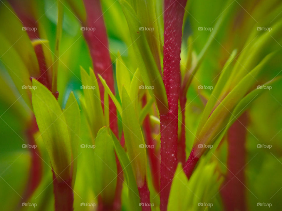 new growth from a tree with a pink stem