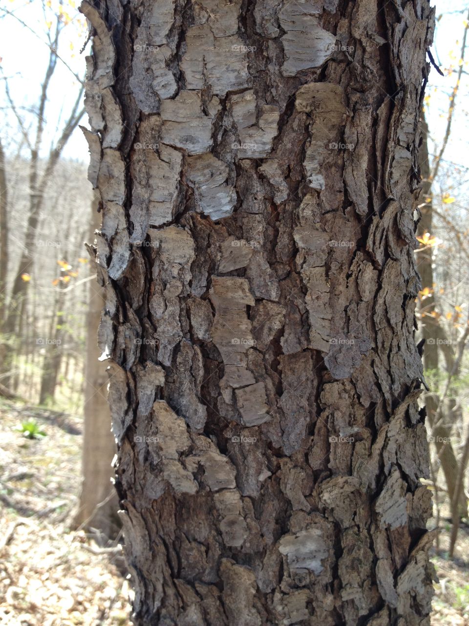 Bark, Tree, Trunk, Wood, Nature