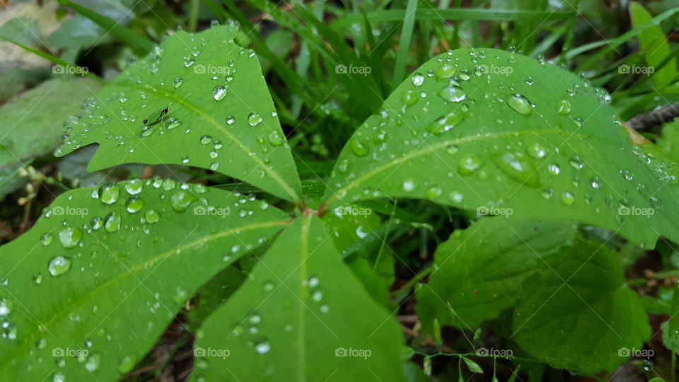 Green leaf with bug and water drops 2