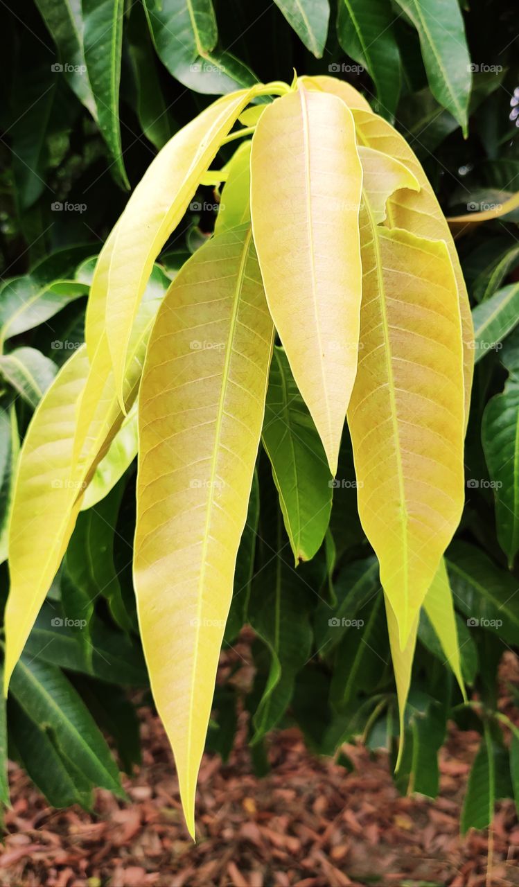 yellow leaf