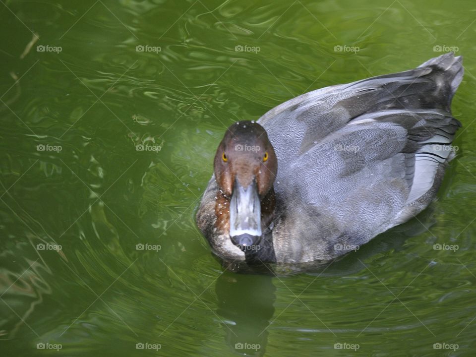 Duck in a pond.
