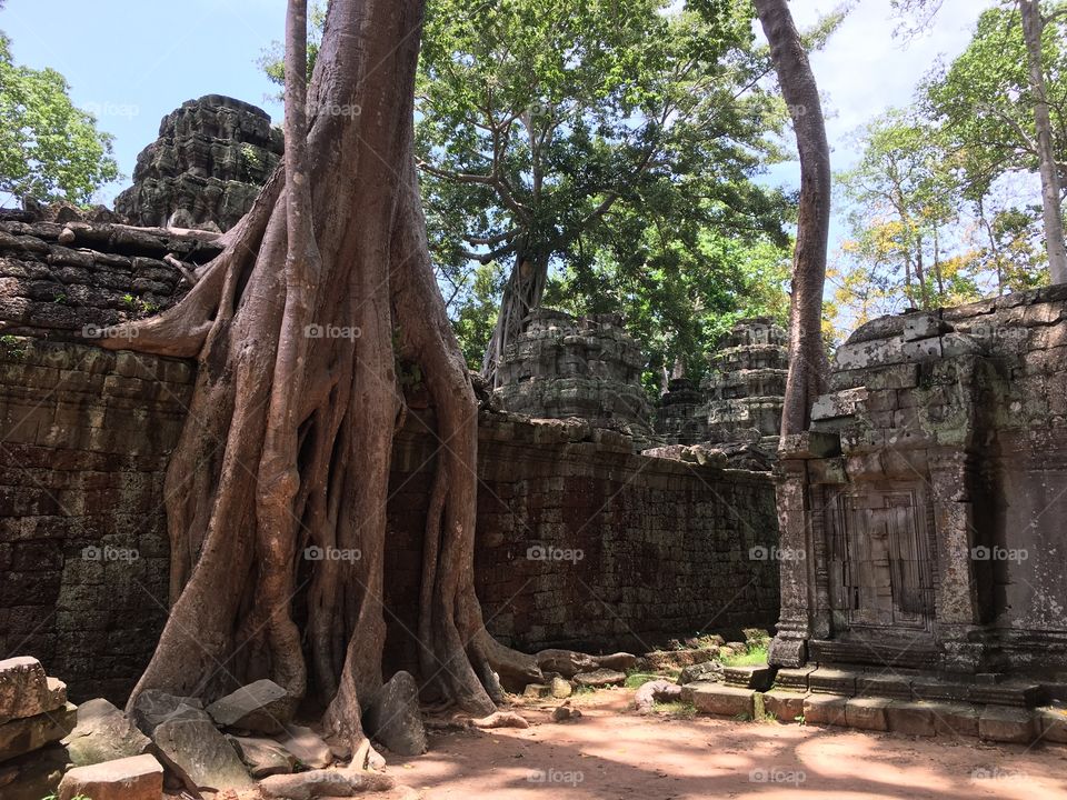 Wrapping tree in Cambodian Angkor site of Ta Phrom 