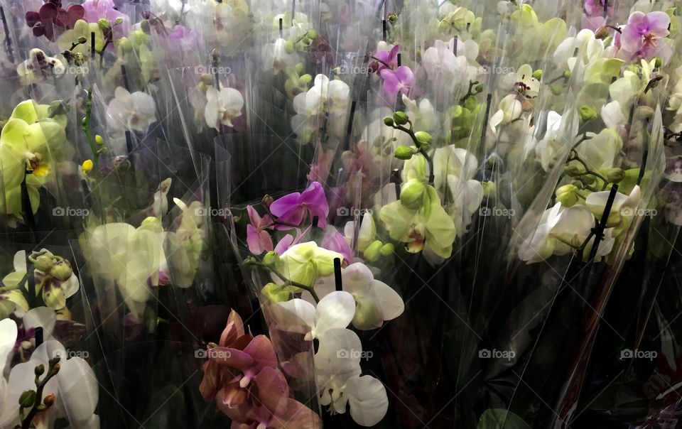 Beautiful orchids 💕💕💕