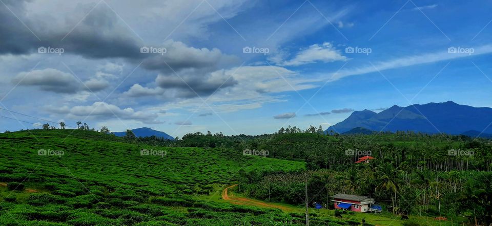 And Now Its Time For Some Tea..!! Tea Estate