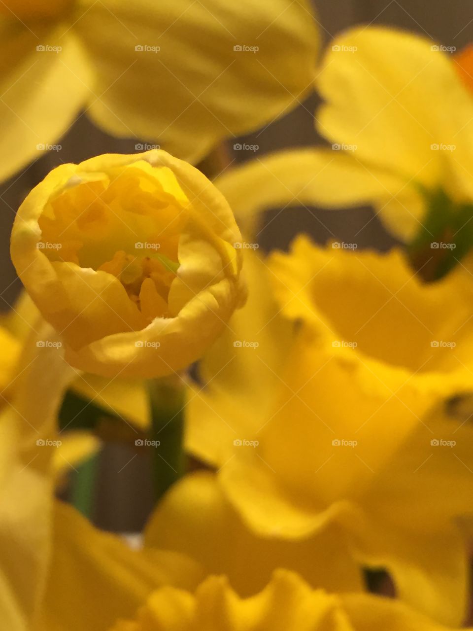 Daffodil garden. Spring