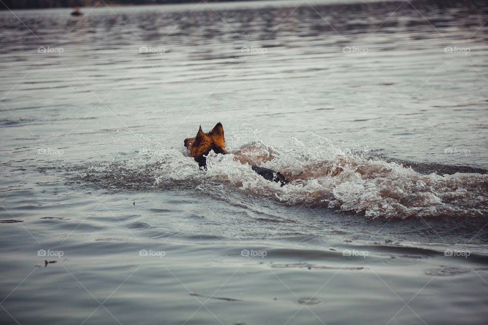 German shepherd dog swims in river