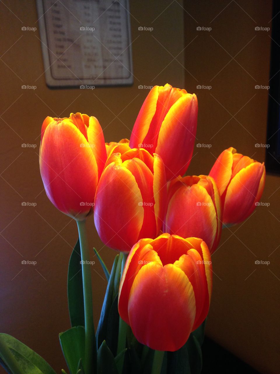 Flaming tulips 