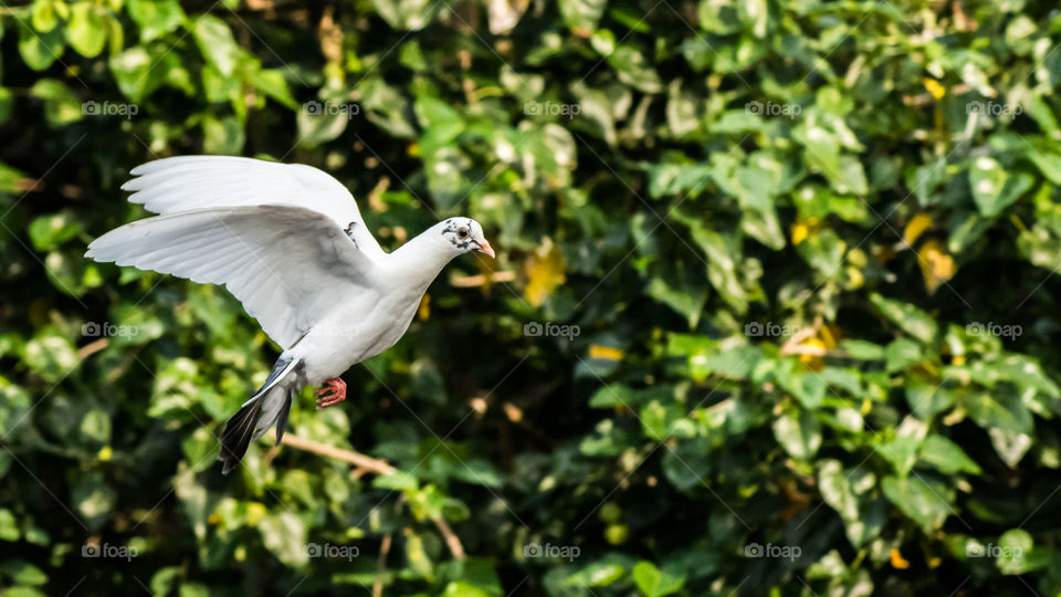 Flying dove against trees
