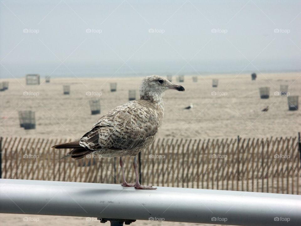 Beach bird