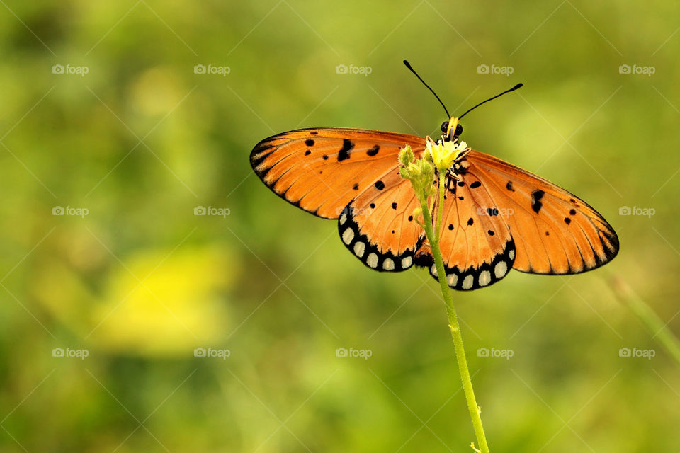 Orange butterfly sucking nectar.