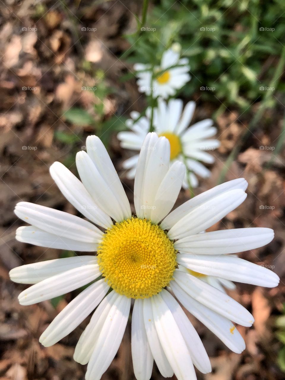Daisies in sunshine 