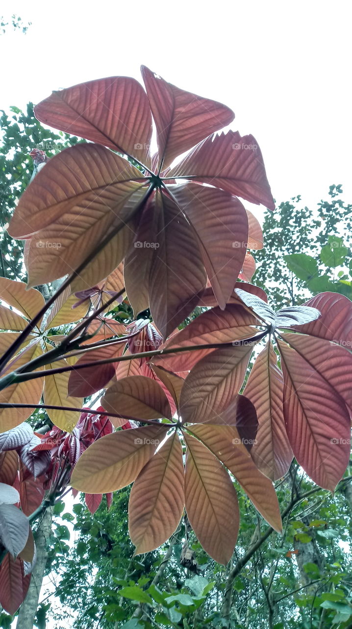 DAS NATUR, NATÜRLICHES LICHT, UMWELT, PFLANZENWELT, SONNENLICHT, BÄUME, BLÜTEZEIT, GUTES WETTER, HIMMELBLAU Haaallooouuu liebe freunde
Woooow! Wunderbar!!!👍👍👍💙
Ich gebe da 5 große sterne ⭐⭐⭐⭐⭐ warum habt Wunderbar ...